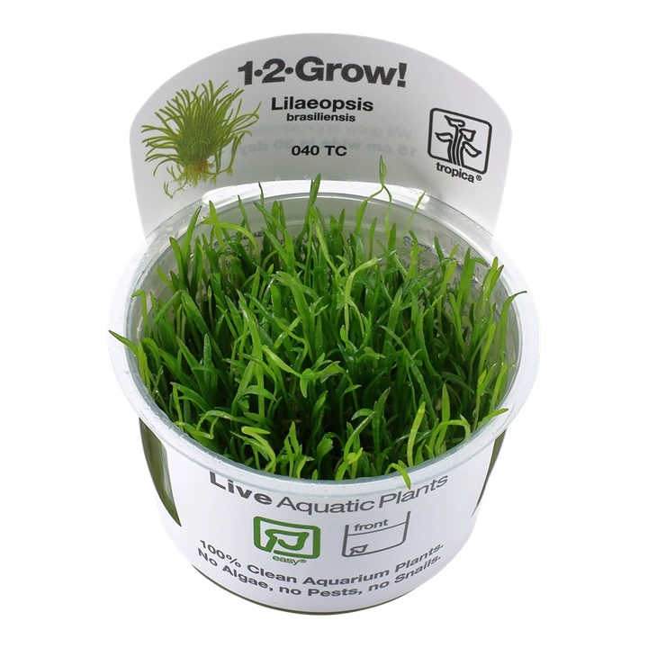 Tropica Lilaeopsis brasiliensis 1-2-GROW